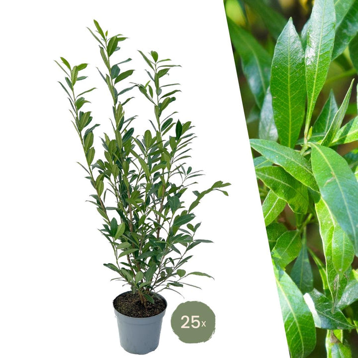 Großer Kirschlorbeer Caucasica für 10 Meter Hecke - 130cm