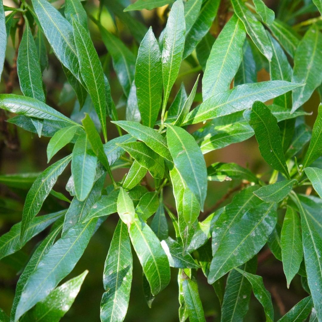 Großer Kirschlorbeer Caucasica für 10 Meter Hecke - 130cm