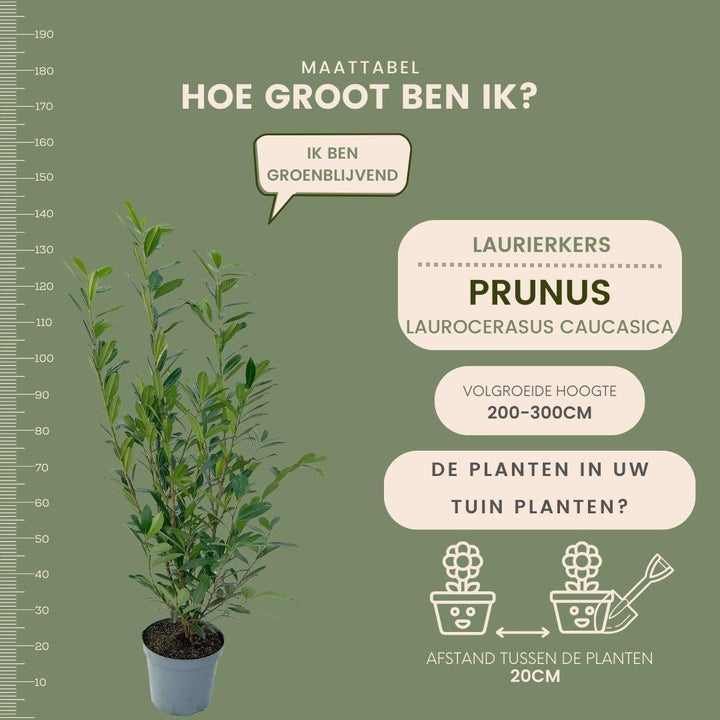 Großer Kirschlorbeer Caucasica für 10 Meter Hecke - 130cm