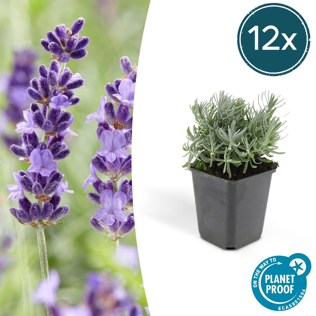 Lavandula 'Hidcote' - 20cm - Lavendel - Zimmerpflanze Kaufen
