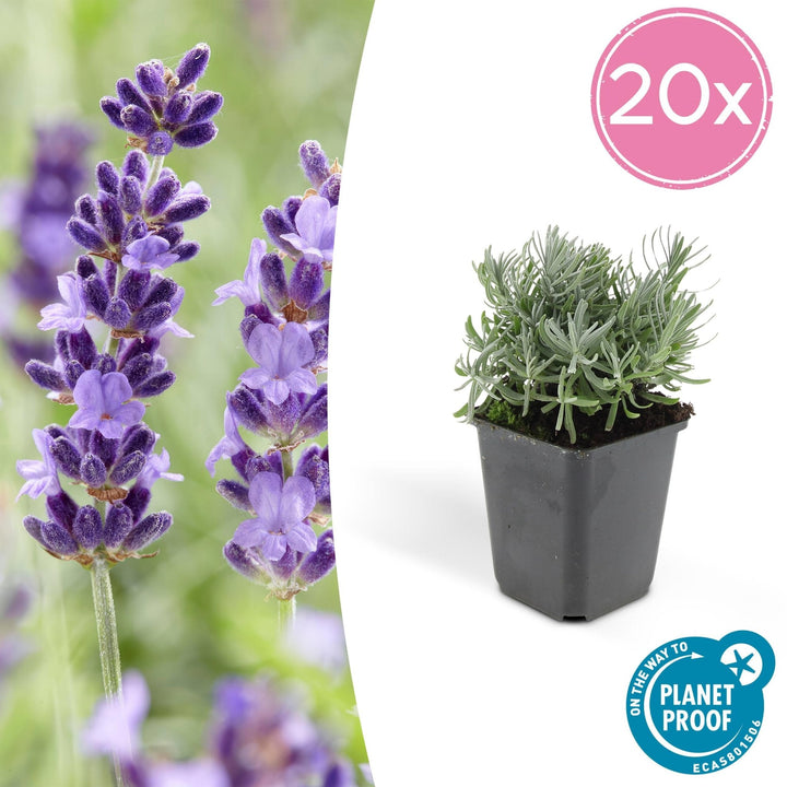Lavandula 'Hidcote' - 20cm - Lavendel - Zimmerpflanze Kaufen