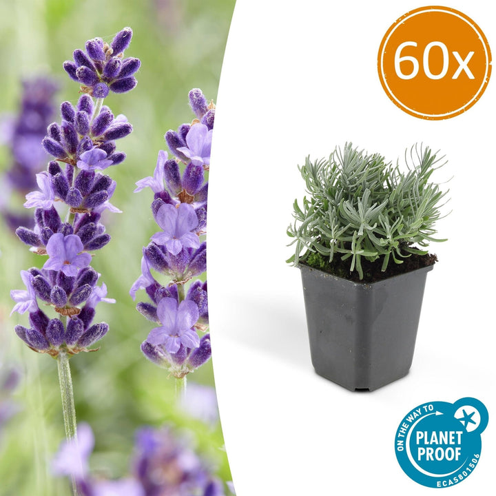 Lavandula 'Hidcote' - 20cm - Lavendel - Zimmerpflanze Kaufen