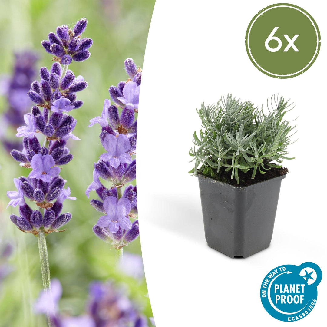 Lavandula 'Hidcote' - 20cm - Lavendel - Zimmerpflanze Kaufen