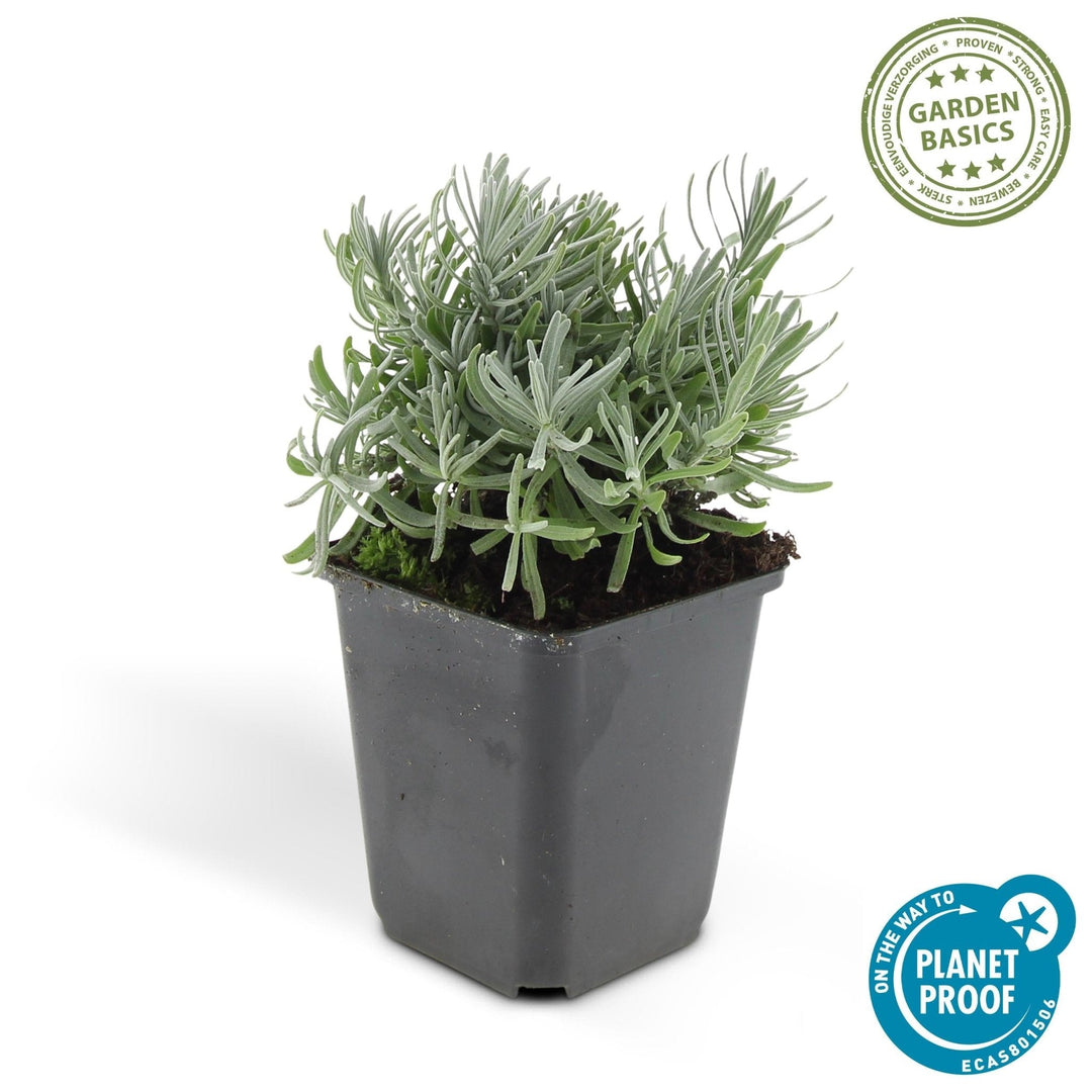 Lavandula 'Hidcote' - 20cm - Lavendel - Zimmerpflanze Kaufen