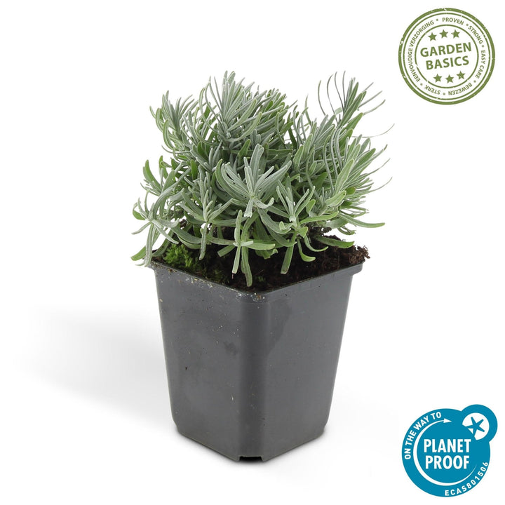 Lavandula 'Hidcote' - 20cm - Lavendel - Zimmerpflanze Kaufen