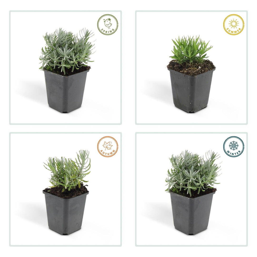Lavandula 'Hidcote' - 20cm - Lavendel - Zimmerpflanze Kaufen