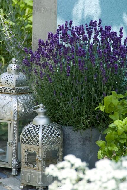 Lavandula 'Hidcote' - 20cm - Lavendel - Zimmerpflanze Kaufen