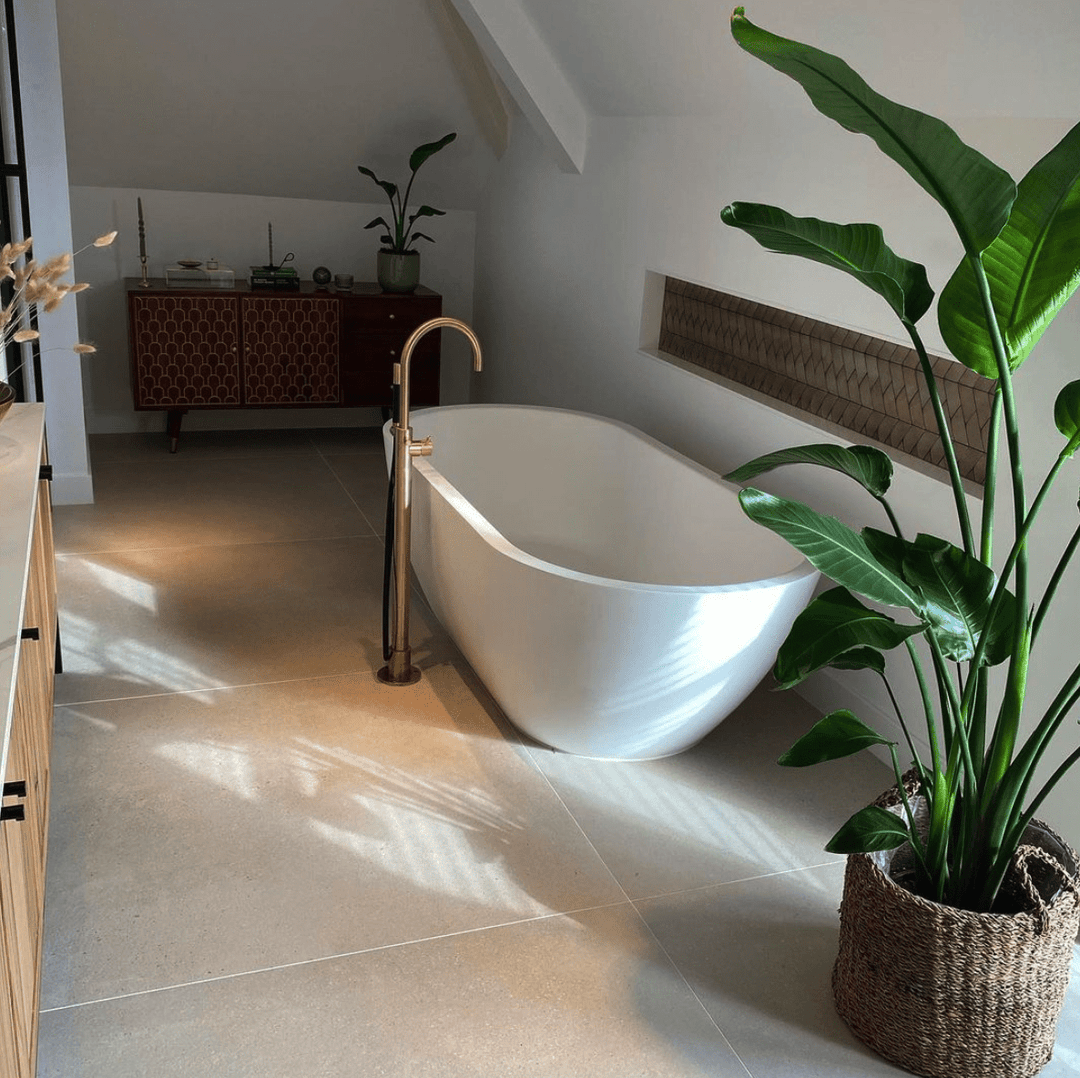 Strelitzia Nicolai - Ø24 - 170cm