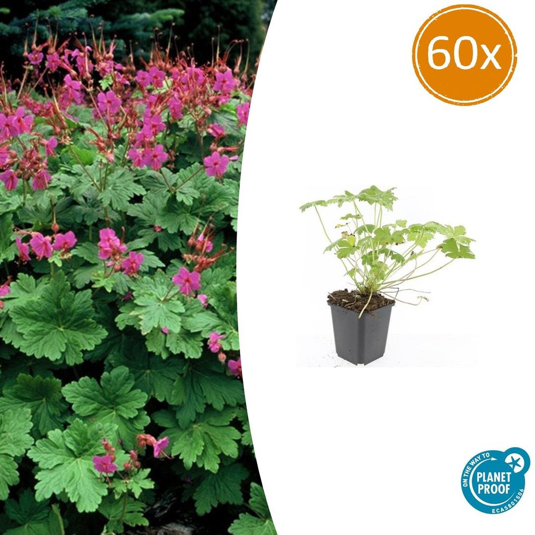 Geranium macrorrhizum 'Czakor' - 20cm - Zimmerpflanze Kaufen