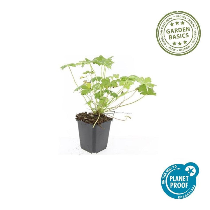 Geranium macrorrhizum 'Czakor' - 20cm - Zimmerpflanze Kaufen