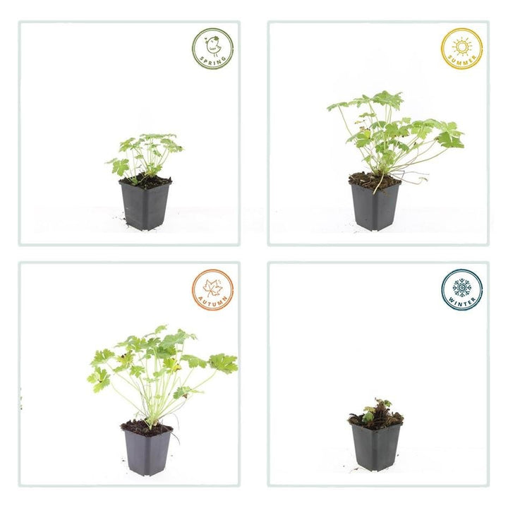 Geranium macrorrhizum 'Czakor' - 20cm - Zimmerpflanze Kaufen