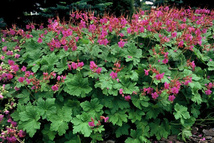 Geranium macrorrhizum 'Czakor' - 20cm - Zimmerpflanze Kaufen