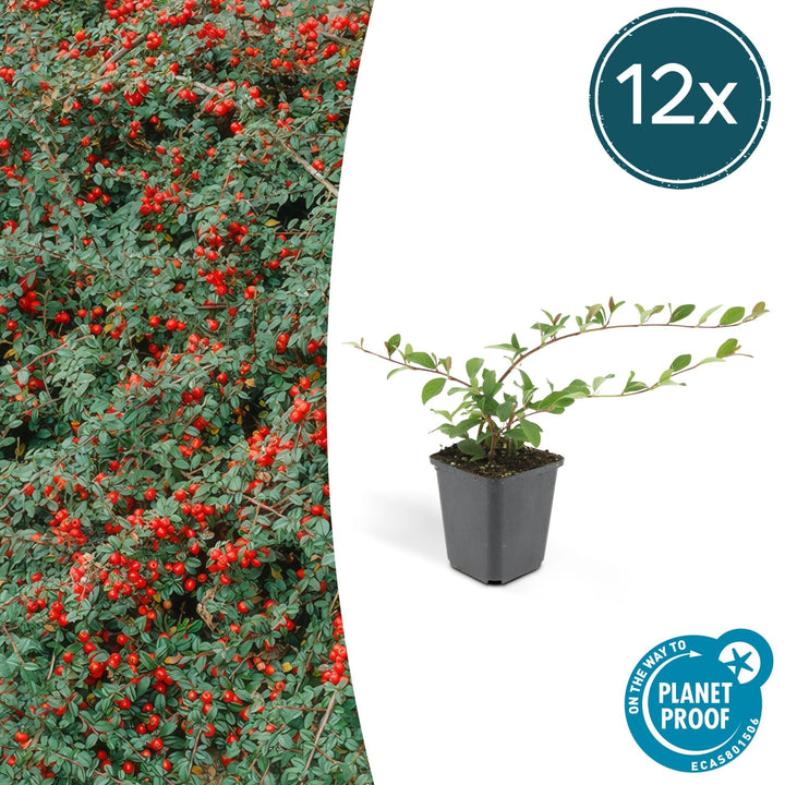 Cotoneaster Dammeri 'Major' - 25cm - Acheter une plante d'intérieur