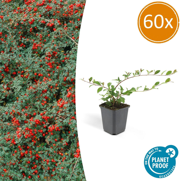 Cotoneaster Dammeri 'Major' - 25cm - Acheter une plante d'intérieur