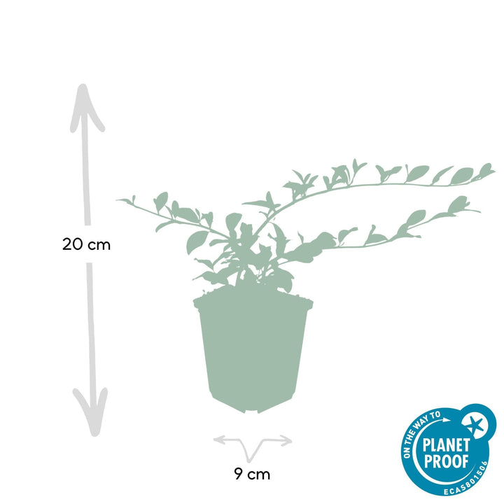 Cotoneaster Dammeri 'Major' - 25cm - Acheter une plante d'intérieur