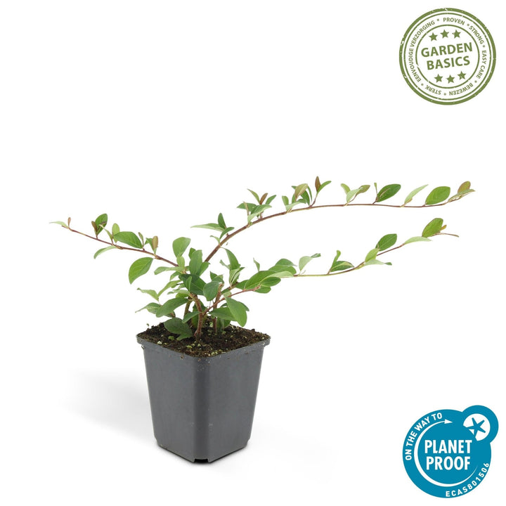 Cotoneaster Dammeri 'Major' - 25cm - Acheter une plante d'intérieur