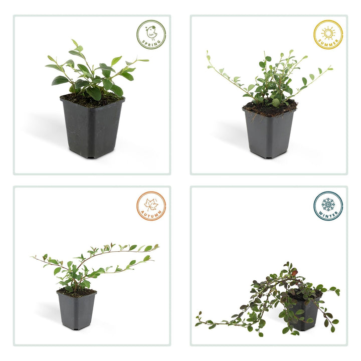 Cotoneaster Dammeri 'Major' - 25cm - Acheter une plante d'intérieur
