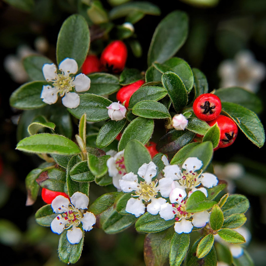 Cotoneaster Dammeri 'Major' - 25cm - Acheter une plante d'intérieur