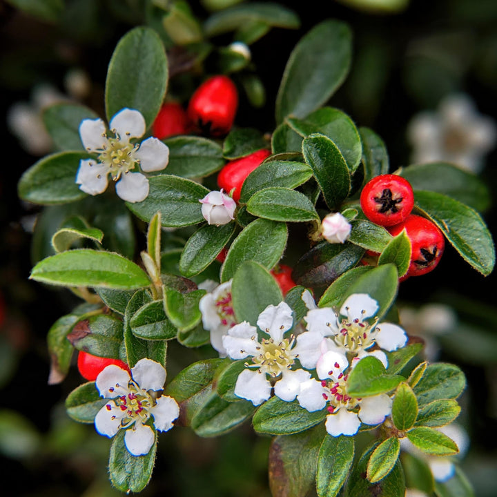 Cotoneaster Dammeri 'Major' - 25cm - Acheter une plante d'intérieur
