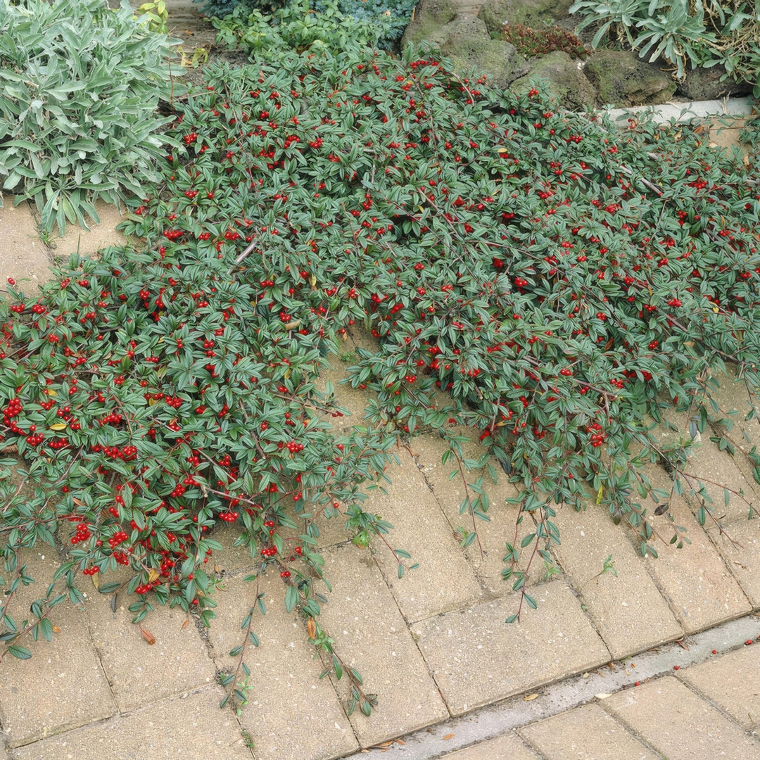 Cotoneaster Dammeri 'Major' - 25cm - Acheter une plante d'intérieur