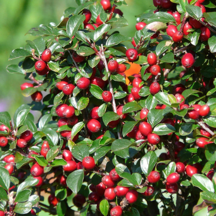 Cotoneaster Dammeri 'Major' - 25cm - Acheter une plante d'intérieur