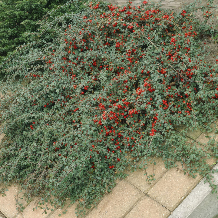 Cotoneaster Dammeri 'Major' - 25cm - Acheter une plante d'intérieur