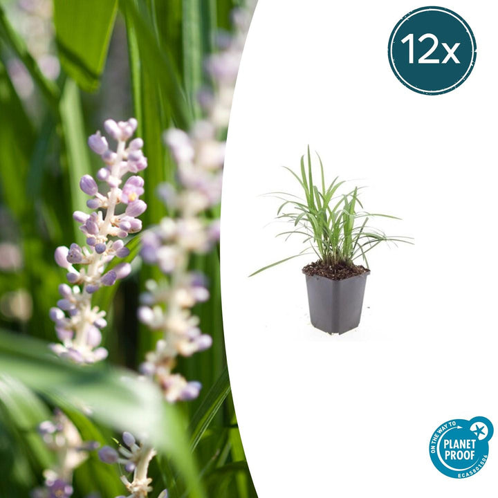 Liriope Muscari 'Moneymaker' - 20cm - Zimmerpflanze kaufen