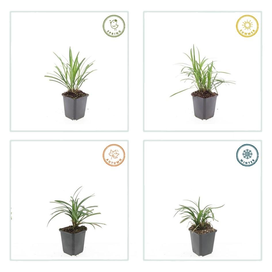 Liriope Muscari 'Moneymaker' - 20cm - Zimmerpflanze kaufen