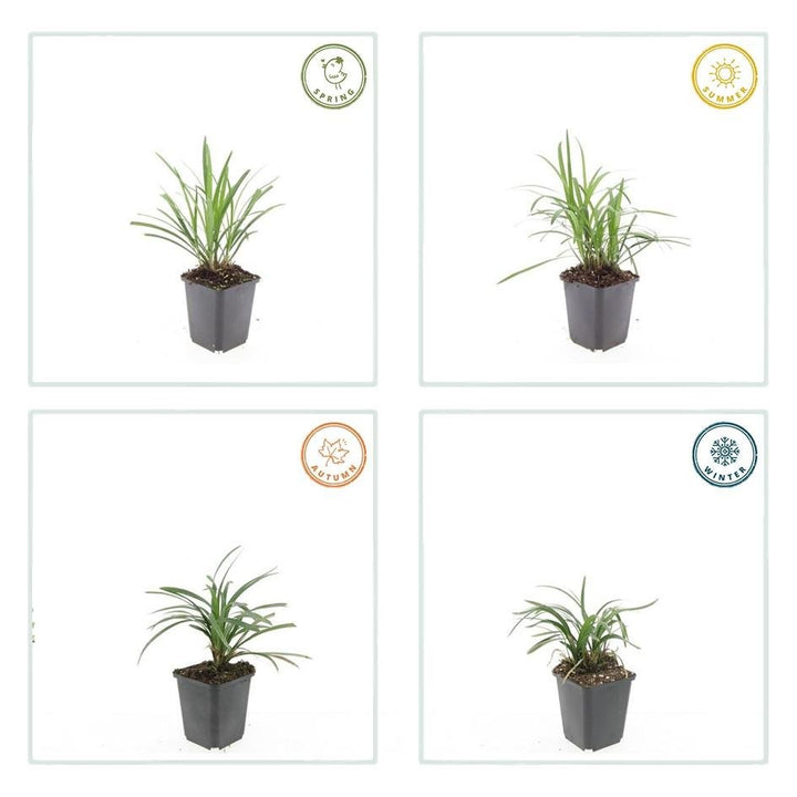 Liriope Muscari 'Moneymaker' - 20cm - Zimmerpflanze kaufen