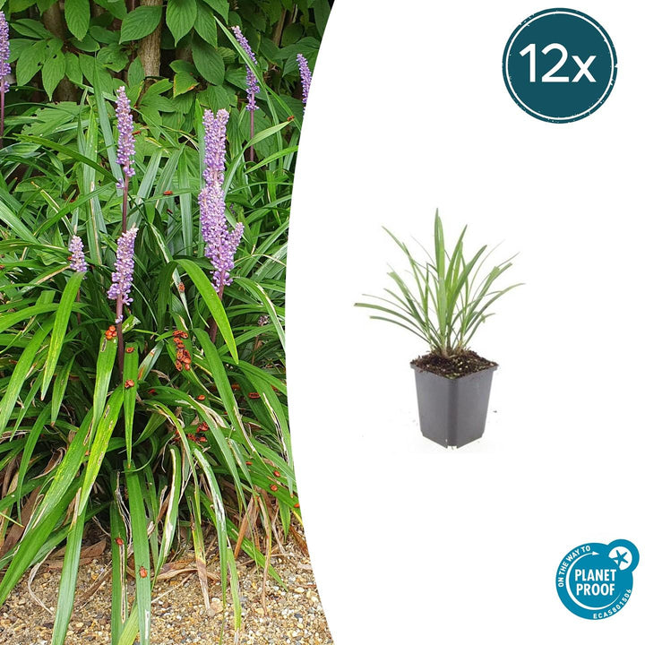 Liriope Muscari 'Ingwersen' - 20cm - Zimmerpflanze Kaufen