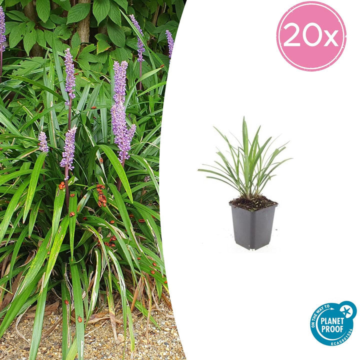 Liriope Muscari 'Ingwersen' - 20cm - Zimmerpflanze Kaufen