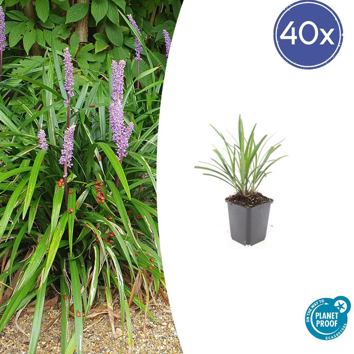Liriope Muscari 'Ingwersen' - 20cm - Zimmerpflanze Kaufen