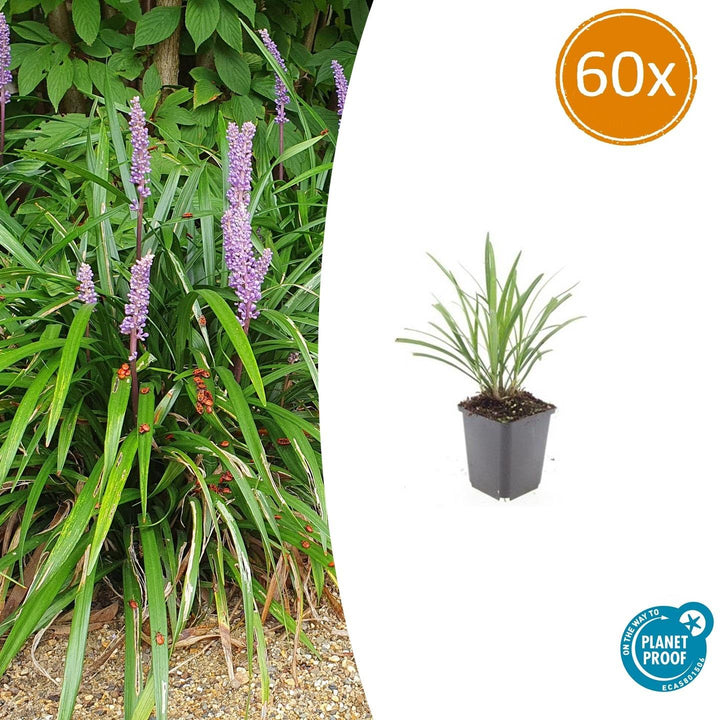 Liriope Muscari 'Ingwersen' - 20cm - Zimmerpflanze Kaufen