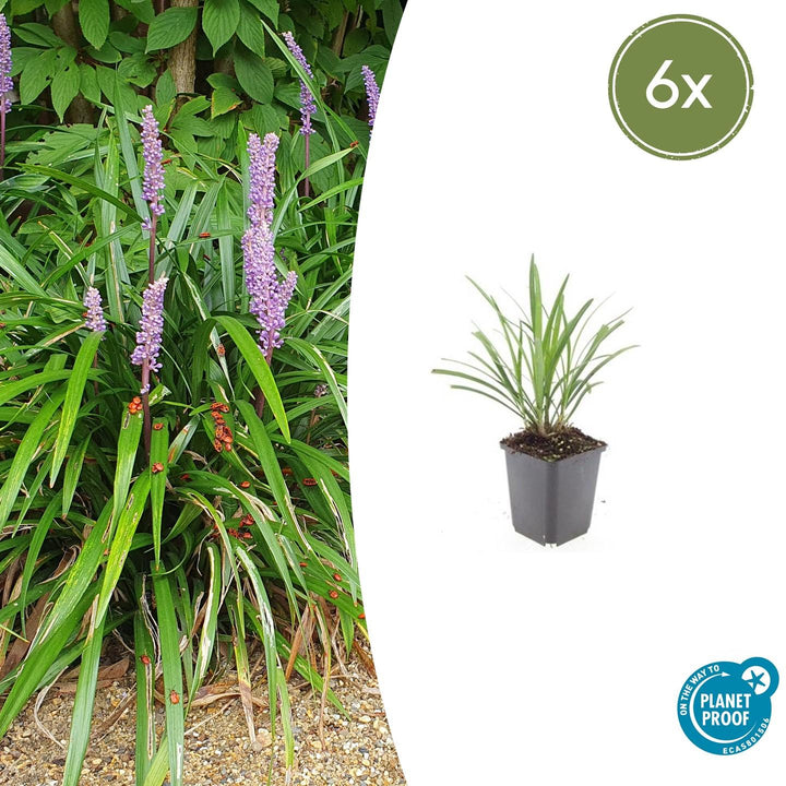Liriope Muscari 'Ingwersen' - 20cm - Zimmerpflanze Kaufen