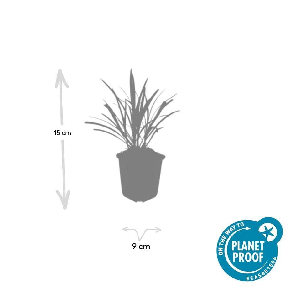 Liriope Muscari 'Ingwersen' - 20cm - Zimmerpflanze Kaufen