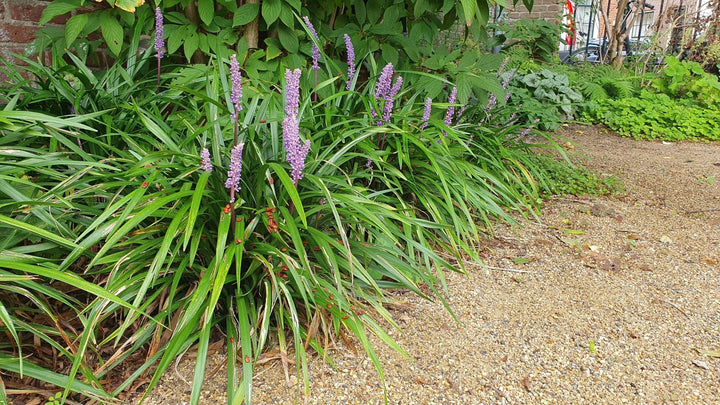 Liriope Muscari 'Ingwersen' - 20cm - Zimmerpflanze Kaufen