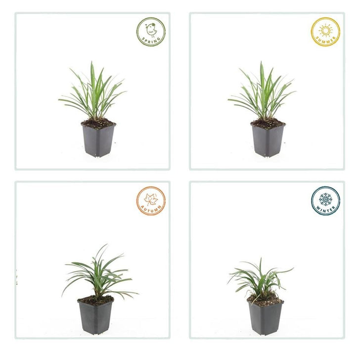 Liriope Muscari 'Ingwersen' - 20cm - Zimmerpflanze Kaufen