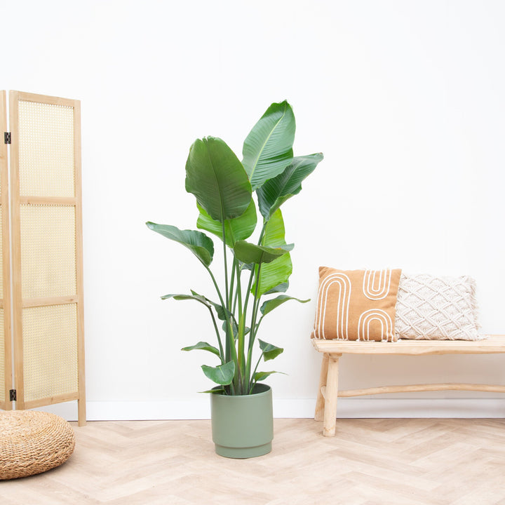 Strelitzia Nicolai - Ø24 - 170cm