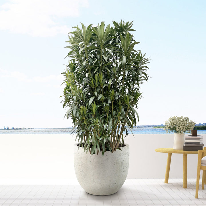Oleander-Strauch - 210cm - Zimmerpflanze kaufen
