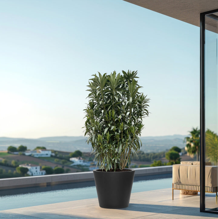 Oleander-Strauch - 210cm - Zimmerpflanze kaufen