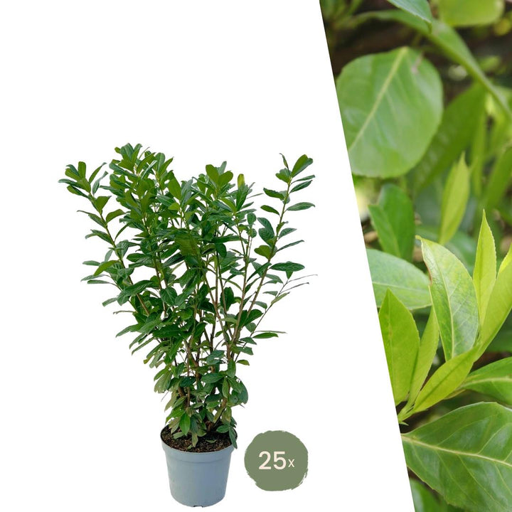 Großer Kirschlorbeer für 10 Meter Hecke – 130 cm