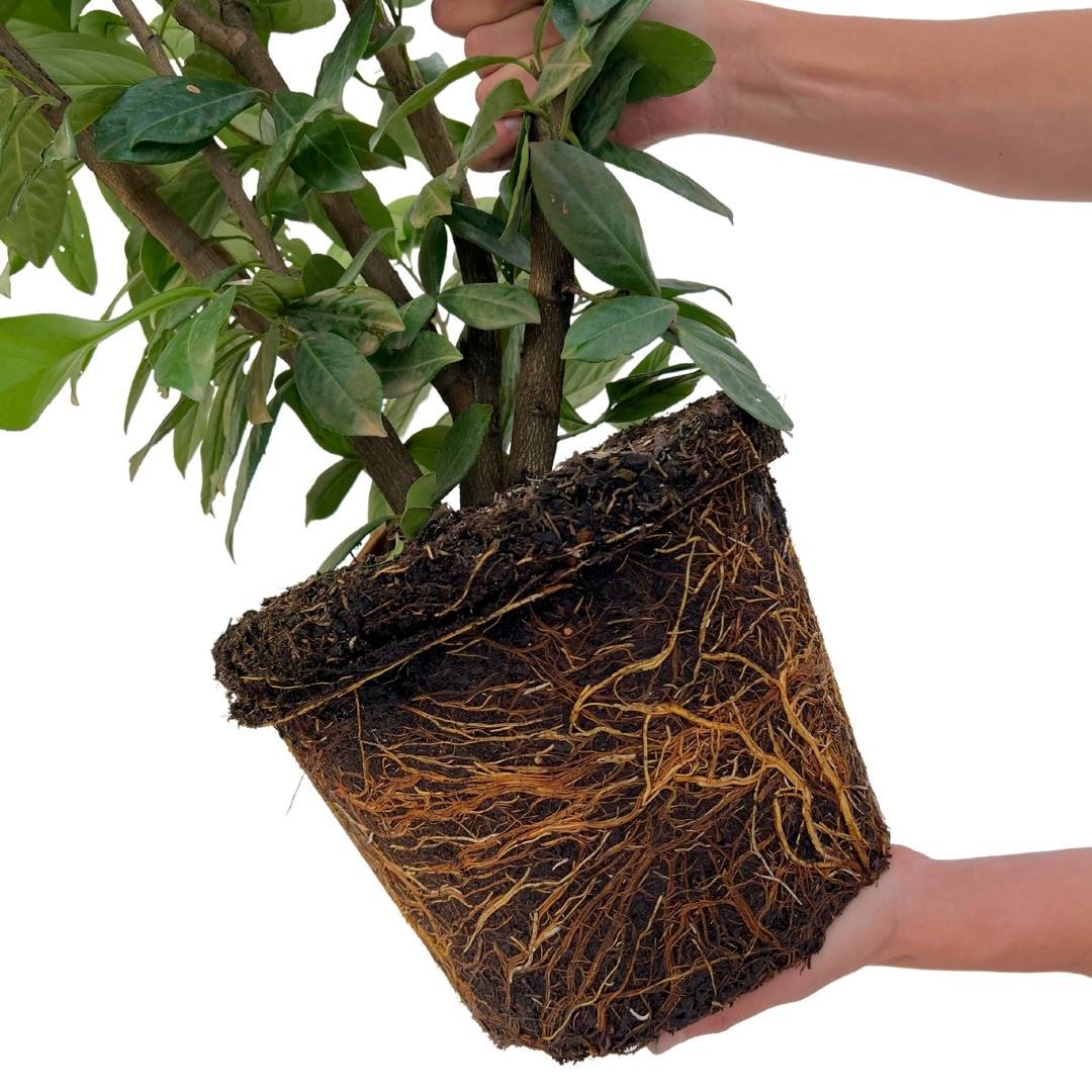 Großer Kirschlorbeer für 10 Meter Hecke – 130 cm
