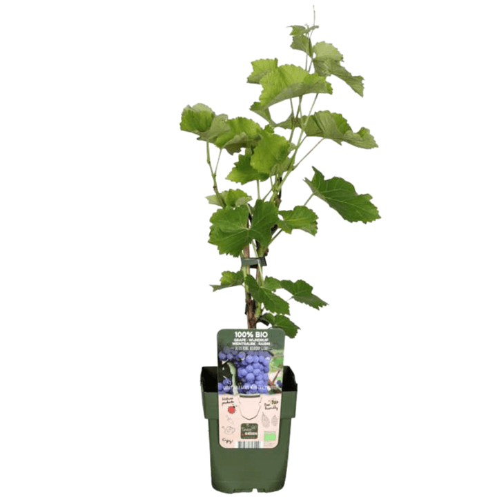 Kombi-Angebot - Fruchtoase (5x Bio-Obstpflanzen-Mix) - 25cm
