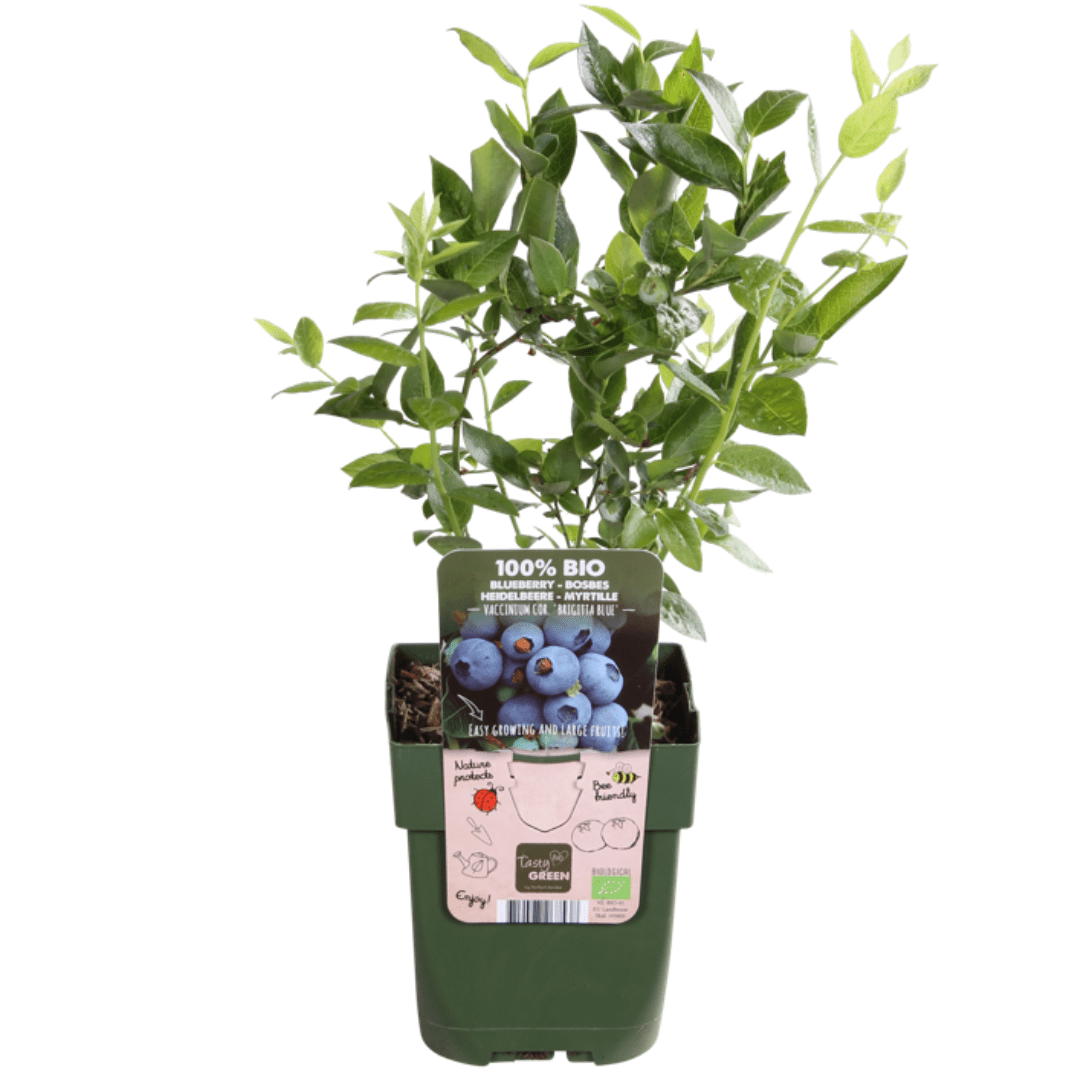 Kombi-Angebot - Fruchtoase (5x Bio-Obstpflanzen-Mix) - 25cm