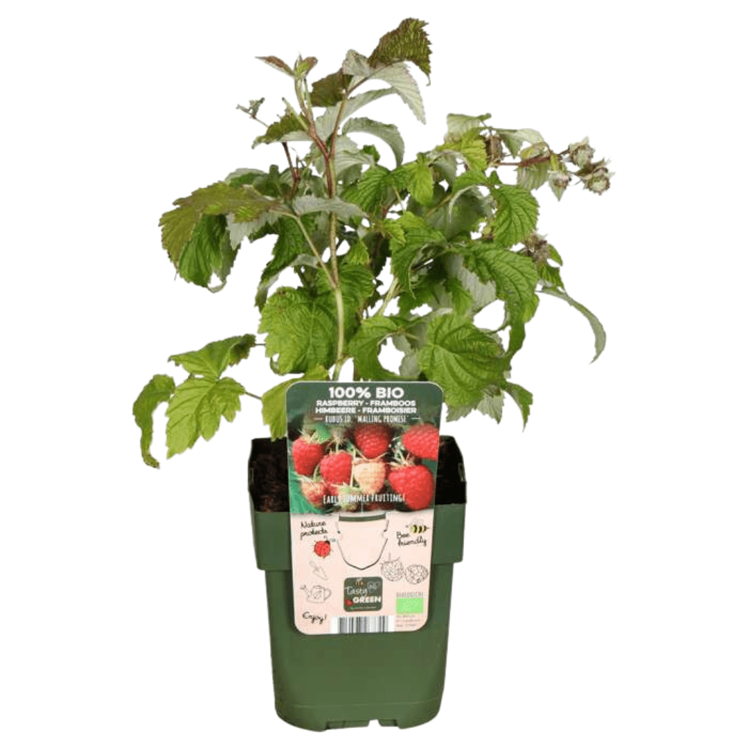Kombi-Angebot - Fruchtoase (5x Bio-Obstpflanzen-Mix) - 25cm