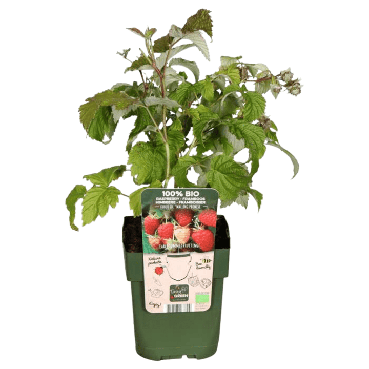Kombi-Angebot - Fruchtoase (5x Bio-Obstpflanzen-Mix) - 25cm