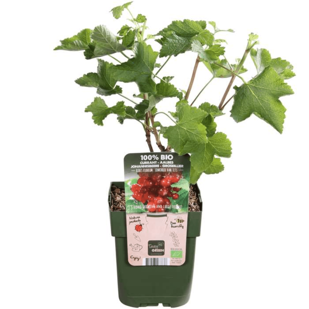 Kombi-Angebot - Fruchtoase (5x Bio-Obstpflanzen-Mix) - 25cm