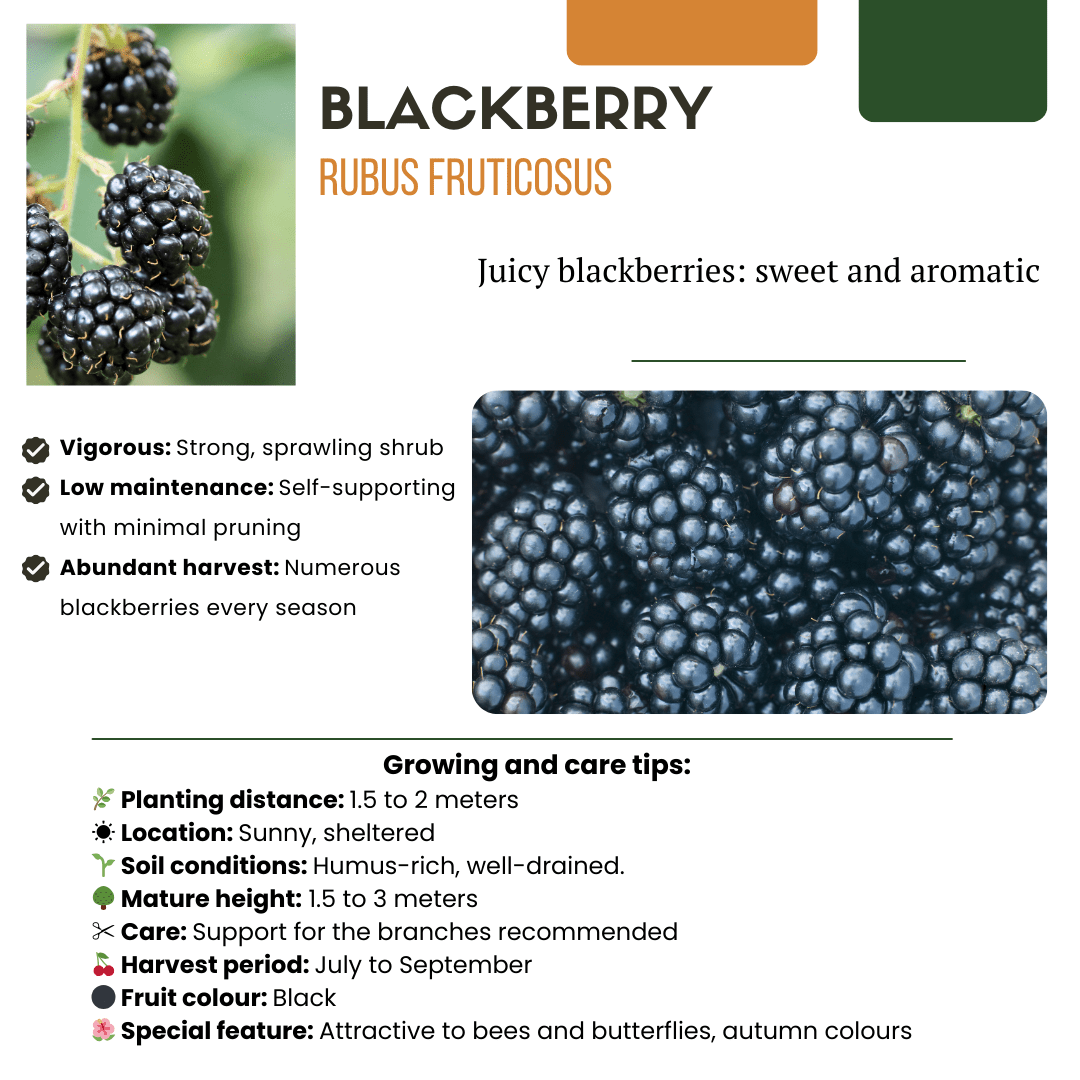 Kombi-Angebot - Fruchtoase (5x Bio-Obstpflanzen-Mix) - 25cm