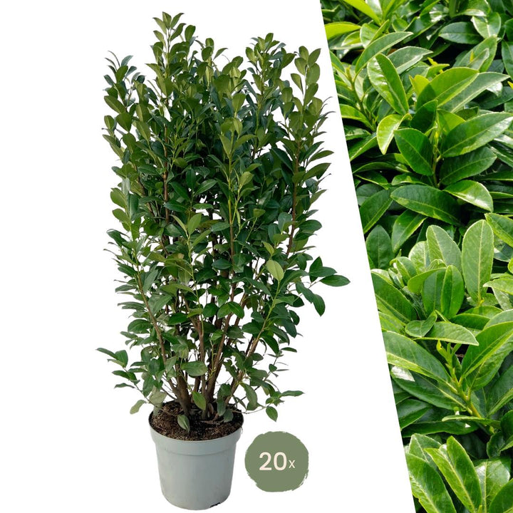 Lorbeerpflanzen Obelisk für 10 Meter Hecke - 150cm