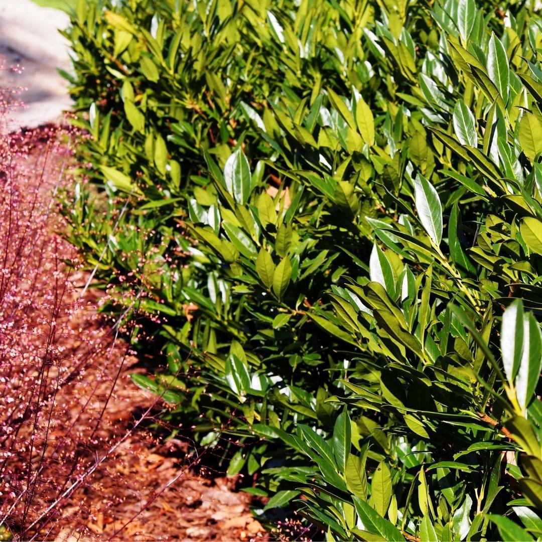 Lorbeerpflanzen Obelisk für 10 Meter Hecke - 150cm